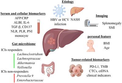 Biomarkers predicting the efficacy of immune checkpoint inhibitors in hepatocellular carcinoma